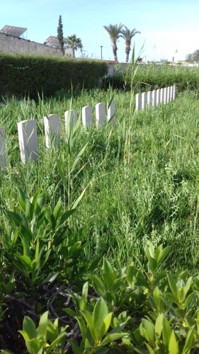 Before: Overgrown grass covering headstones