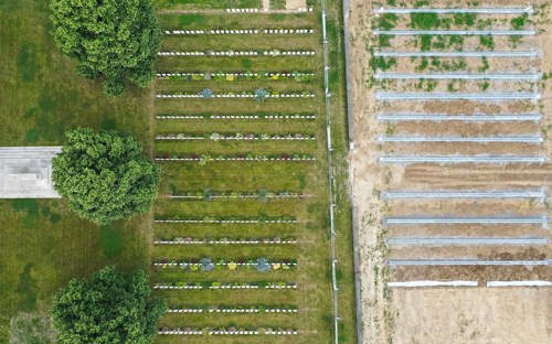 War graves from above at Loos British Cemetery